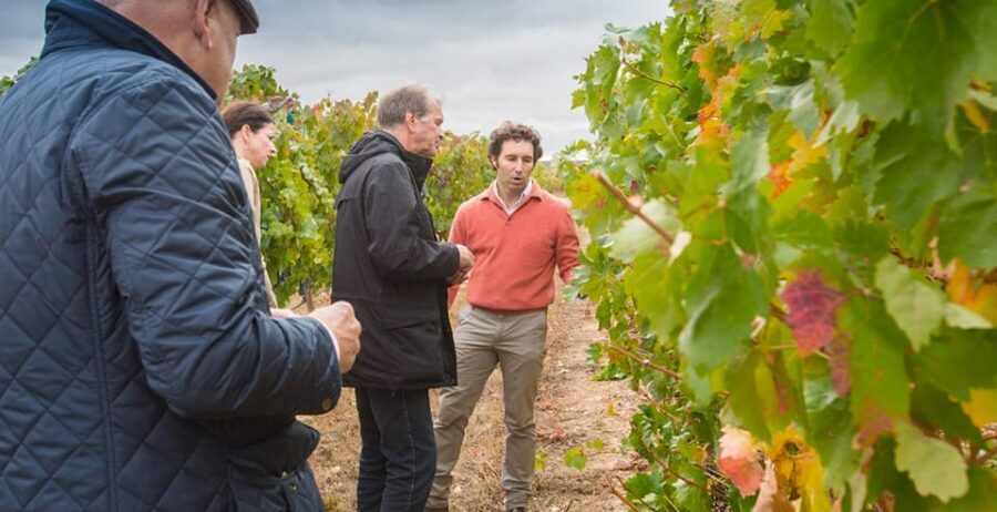 Aranda de Duero: Martín Berdugo Winery - Tour and Tasting - Martín Berdugo in Ribera del Duero: why this tour feels direct