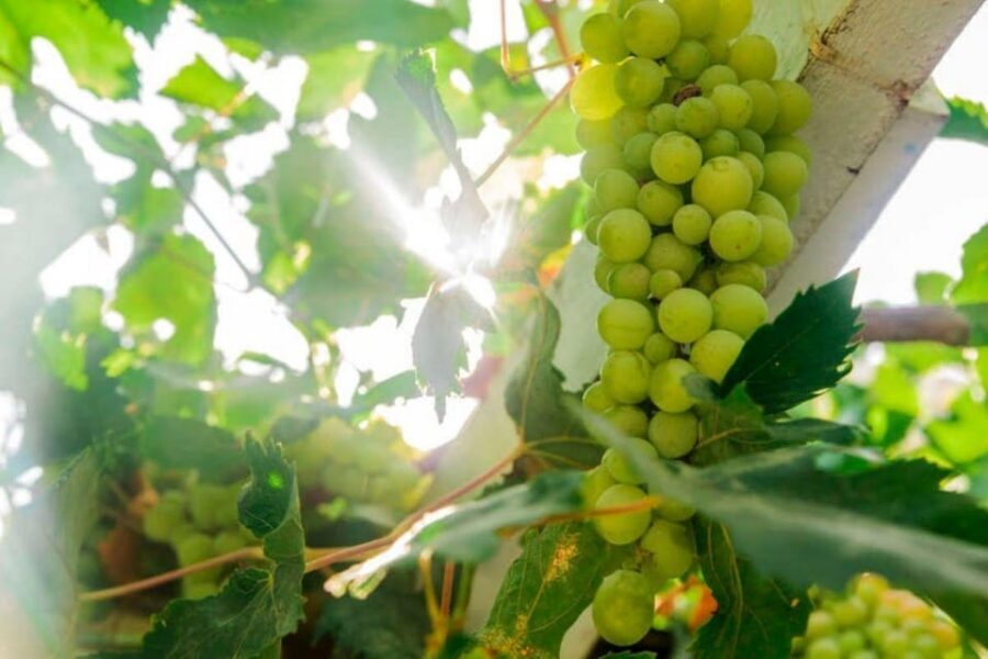 Aranda de Duero: Tour of Underground Cellar and Wine Museum - Key Things I’d Focus On Before You Go