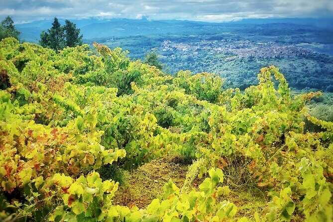 Discover the unique wine and villages of the Sierra de Salamanca - Historic bullring and first vineyard walk: where the day becomes real