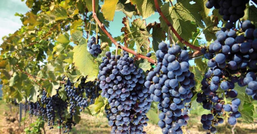 From Madrid: Alcalá de Henares, Winery Tour & Wine Tasting - Alcalá de Henares and wine in one 6-hour Madrid day