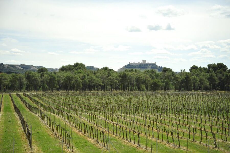 From Madrid: Ribera del Duero Tour of 3 Wineries w/ Tastings - Key takeaways before you go