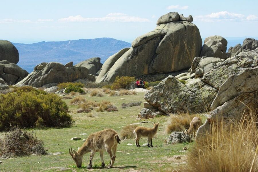 From Madrid: Sierra de Guadarrama Hiking Day Trip - From Sol to the Mountains in About an Hour