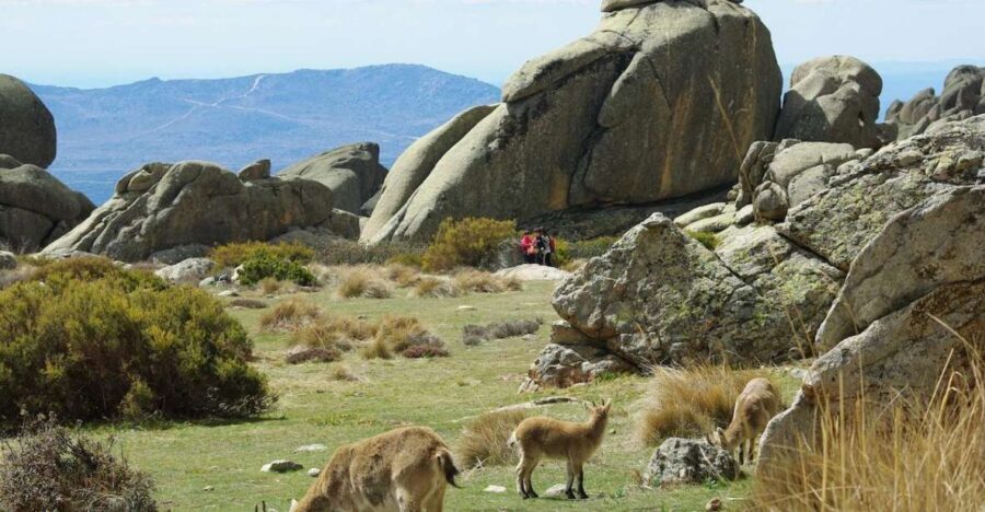 From Madrid: Sierra de Guadarrama Hiking Day Trip - What the Hike Feels Like When Your Guide Sets the Pace