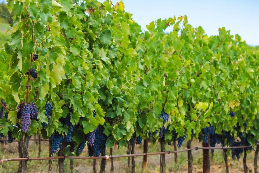 Half-Day Trip from Madrid: Alcalá de Henares & Winery Visit - The guide + pacing: how this stays realistic in 6 hours