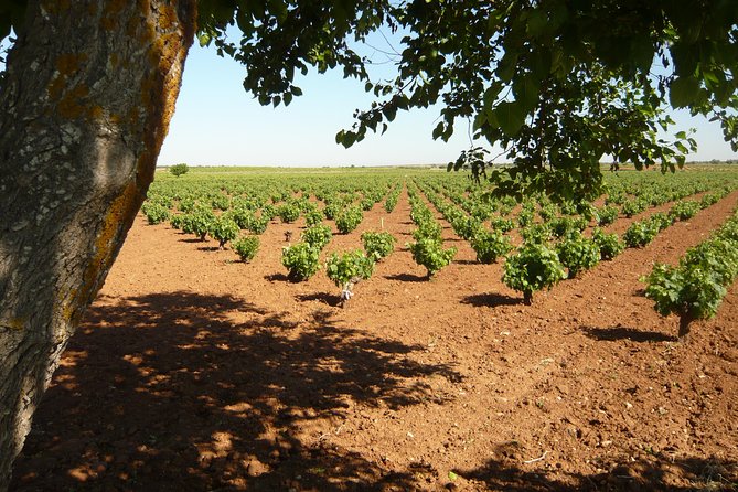 Madrid Countryside Wineries Guided Tour with Wine Tasting - Leaving Madrid at 9:30 and heading for the Vinos de Madrid DO