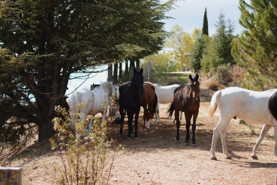 Madrid: Horse Riding in Sierra del Guadarrama National Park - Group dynamics: why a capped ride can feel calmer