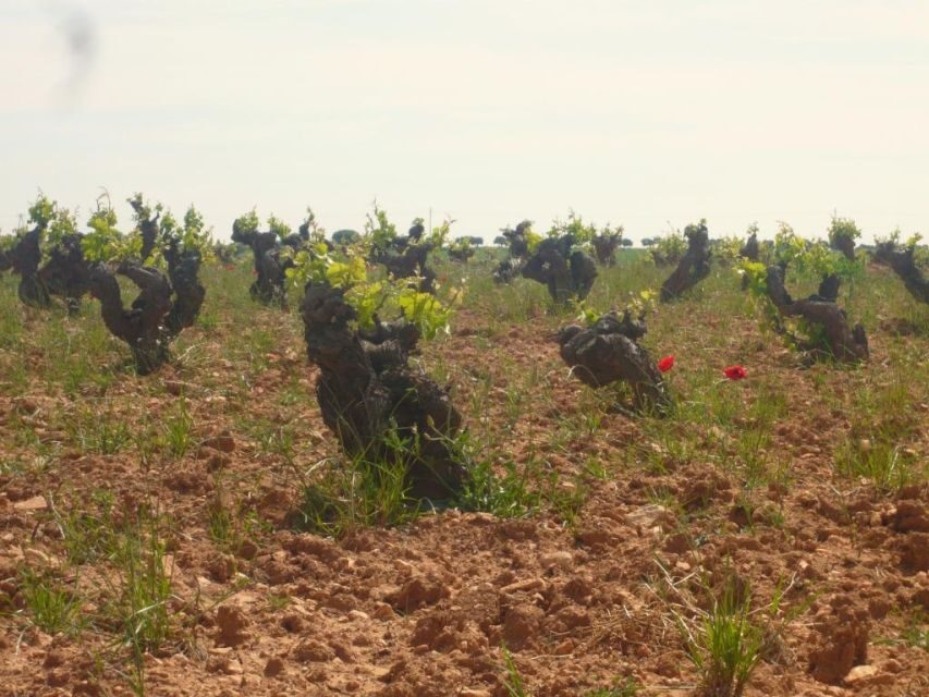 Madrid Region Wineries Guided Tour with Wine Tastings - Who This Tour Fits Best (and Who Might Want Another Option)