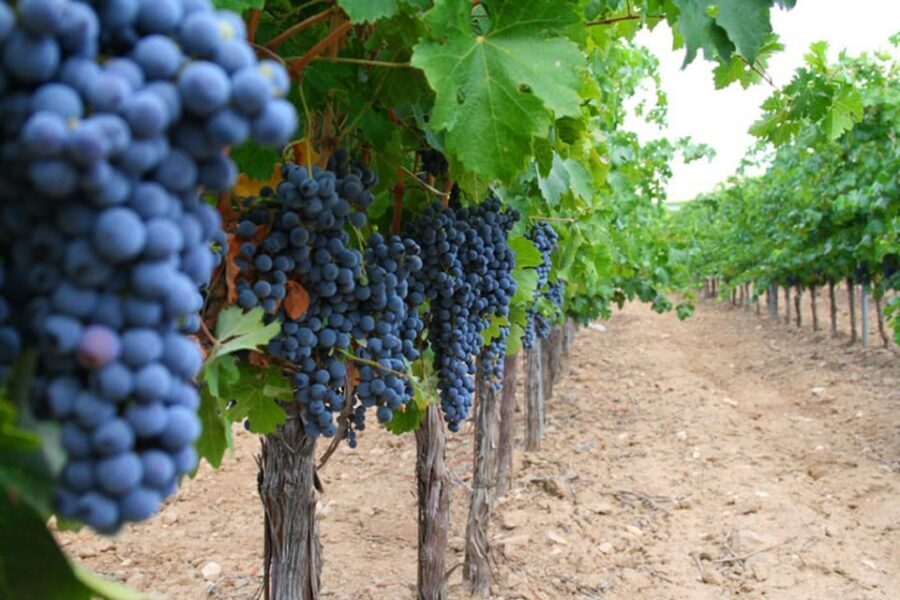 Madrid: Toledo Day Trip with Winery Visit and Wine Tasting - Finca Loranque winery: 3 wines, an aperitif, and real winemaking talk