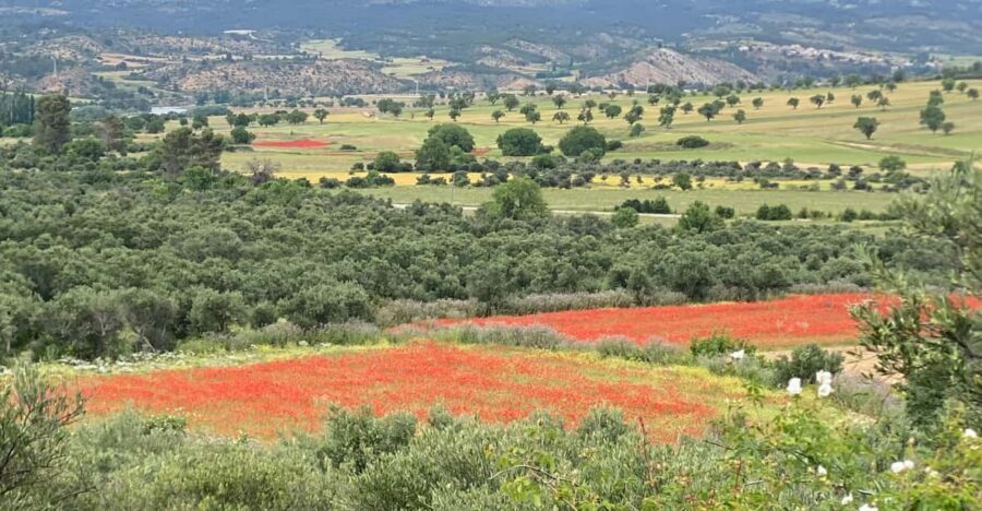 Madrid: Unspoiled Spain for Foodies & Nature ❤️’s - Aperitif and Tastings Before the Main Feast
