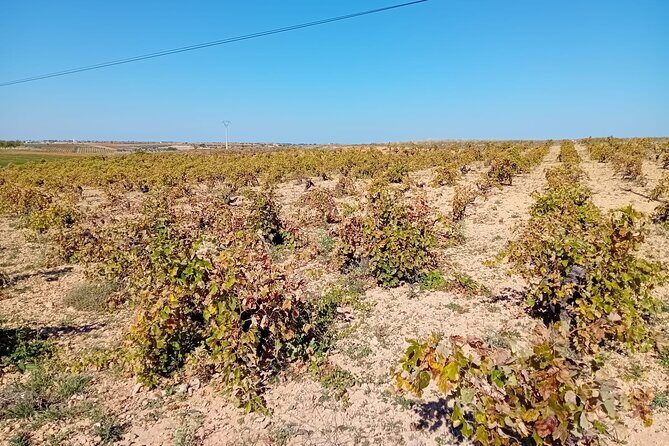 Madrid Wine Tour: Visit Two Wineries with Tastings - A Madrid Wine Tour That Feels Like a Real Learning Day
