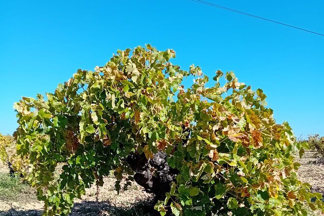 Madrid Wine Tour: Visit Two Wineries with Tastings - Stop 1: Learning the Community of Madrid Appellation on the Way Out