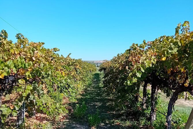 Madrid Wine Tour: Visit Two Wineries with Tastings - Stop 4: The Drive Back to Madrid and How to Use the Rest of Your Day