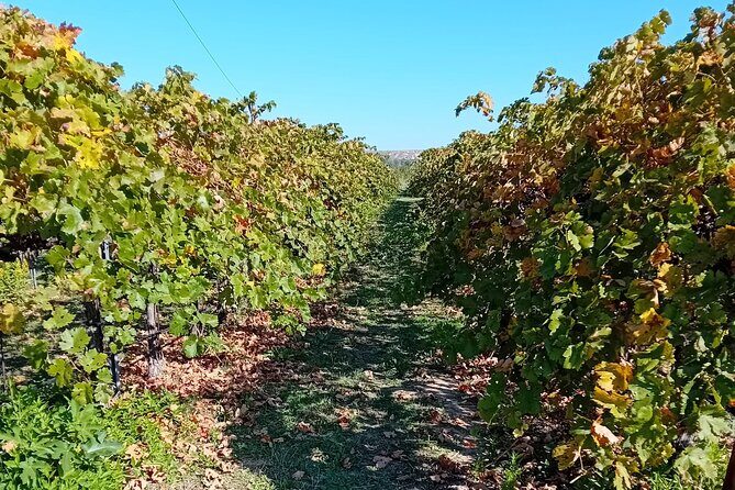 Madrid Wine Tour: Visit Two Wineries with Tastings - Who This Madrid Wine Tour Is Best For