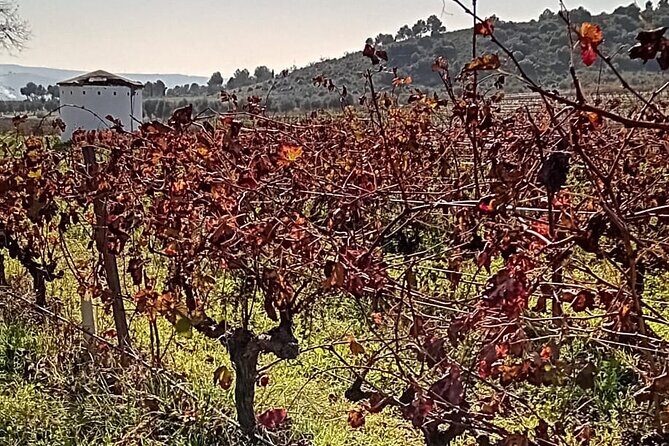 Madrid Winery Tour with Tasting and Sommelier Guide - Getting started at Plaza del Marqués de Salamanca (10:00 am)