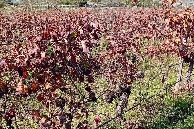 Madrid Winery Tour with Tasting and Sommelier Guide - Practical tips so your day runs smoothly