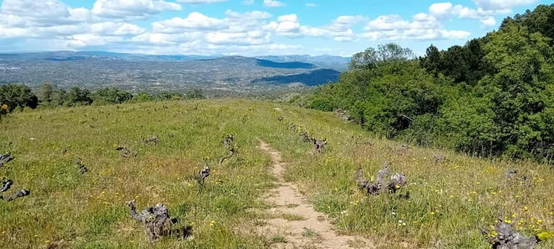 Madrid Winery Tour with Tasting & Sommelier Guide - Key highlights to know