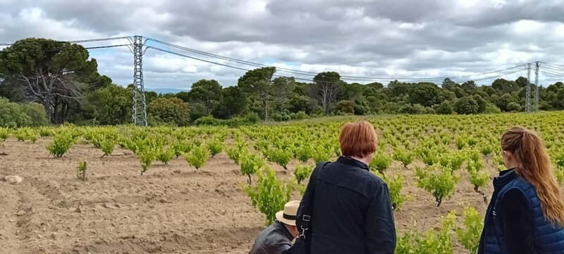 Madrid Winery Tour with Tasting & Sommelier Guide - The guided vineyard and winery time: where the learning happens