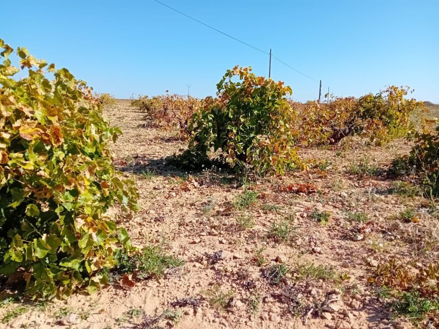Madrid Winery Tour with Tasting & Sommelier Guide - Tasting with a sommelier guide: how to taste, not just drink