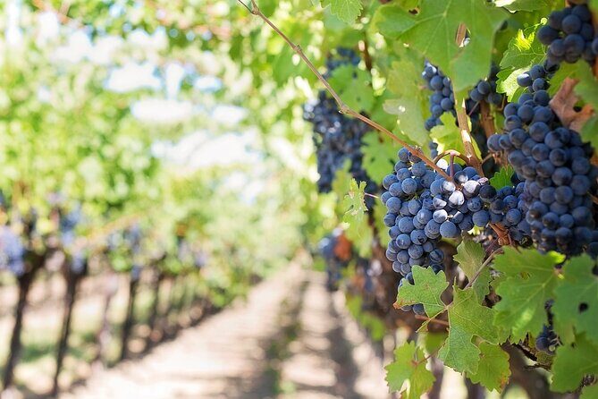 Private Tour & Lunch Of Underground Winery & Countryside Estate - Key highlights at a glance