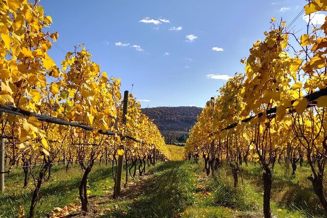 Private Tour & Lunch Of Underground Winery & Countryside Estate - Lunch setup: tapas energy, then paella with a river view