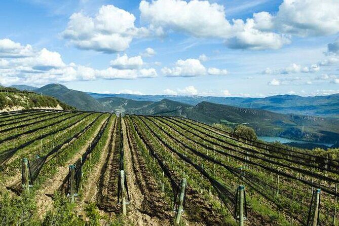 Private Wine Tasting And Visit Tour in Ribera Duero - Key Highlights You Should Know
