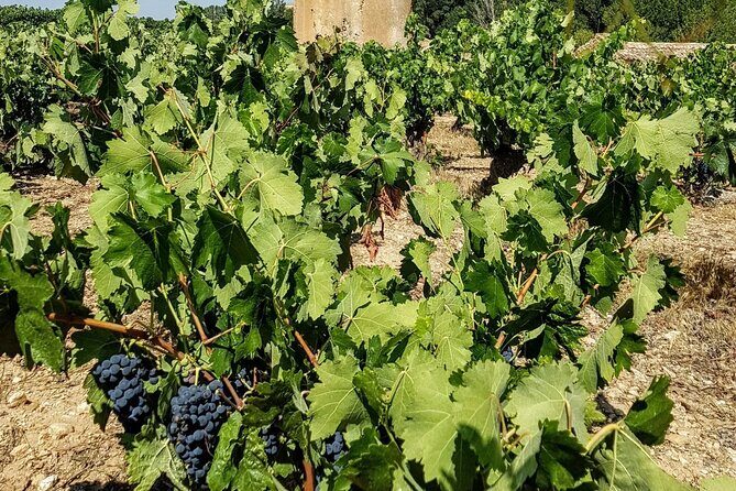 Private Wine Tasting And Visit Tour in Ribera Duero - Private Transportation Details That Affect Your Comfort