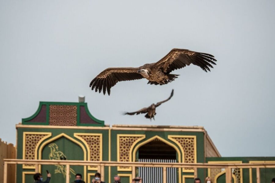 Puy du Fou España Entry Ticket - Practical tips that make your day smoother