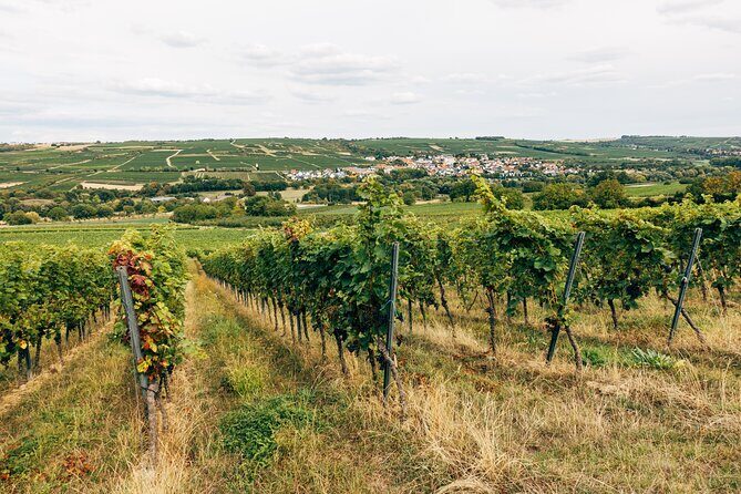 Ribera and Rioja Wineries Private Tour from Madrid - Bodegas Portia: D.O. Lessons and an Appetizer Pairing