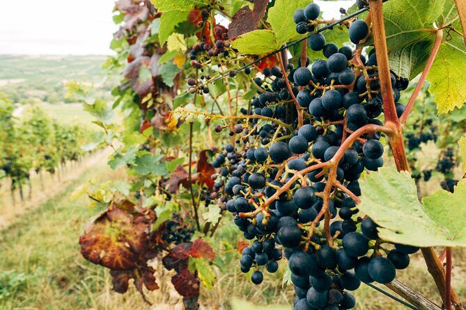 Ribera and Rioja Wineries Private Tour from Madrid - Rioja Time: A 150+ Year Winery Visit and the Reputation Angle