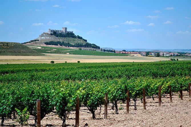 Ribera del Duero Small Group Tour: Tapas & Wine Tasting - Key points worth your attention