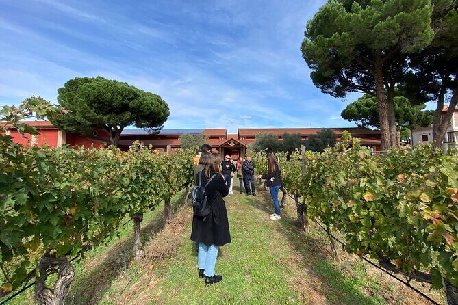 Ribera del Duero Tour: Three Wineries and Lunch from Madrid - What makes this Ribera del Duero tour work so well from Madrid