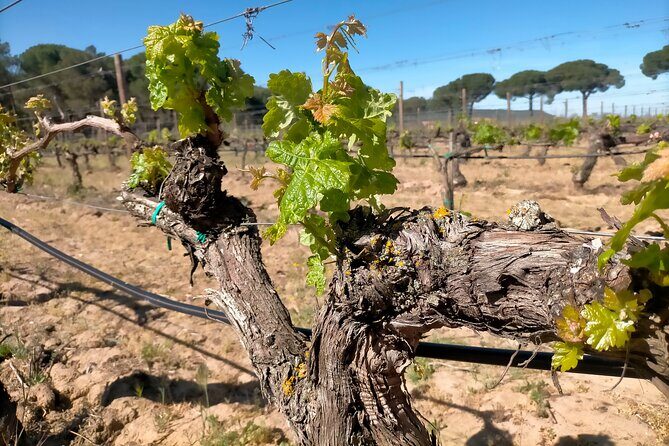 Ribera del Duero Tour: Three Wineries and Lunch from Madrid - Stop 1 in the Ribera del Duero area: from vineyard cycle to a first tasting set