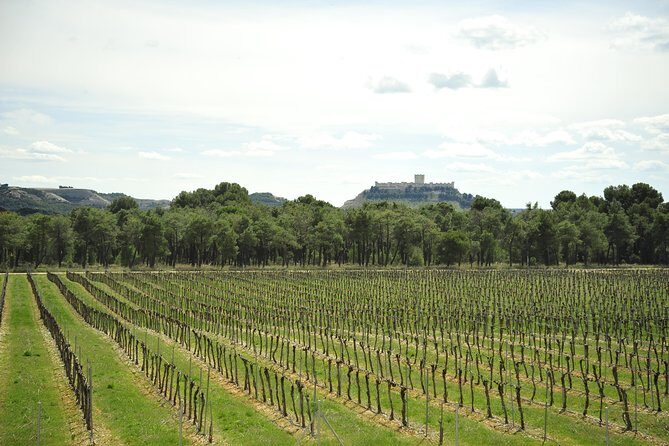 Ribera del Duero Wineries Guided Tour & Wine Tasting from Madrid - Key things to know before you go