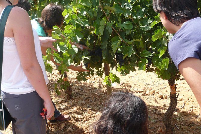 Ribera del Duero Wineries Guided Tour & Wine Tasting from Madrid - Curiel de Duero’s underground cellar: tunnels, depth, and medieval storage
