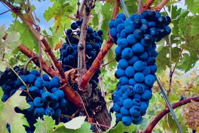 Visit Cuenca and a Vineyard in Spanish Tuscany from Madrid - Puerta de O’Donnell start: the easiest way to get out of Madrid